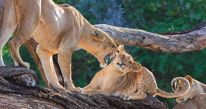 3 Days Ultimate Magical Safari
